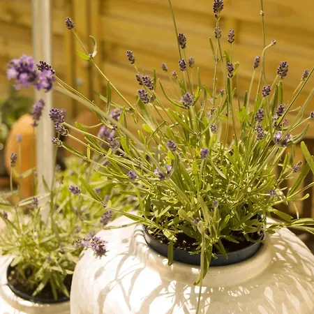 Bauhaus Design-luxus Apartment, 20er Jahre Stil, Garten Appartamento *